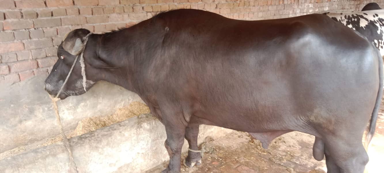 جوٹا فار سیل ہے اجتماعی قربانی کے لیے بہترین جانور ہے 8