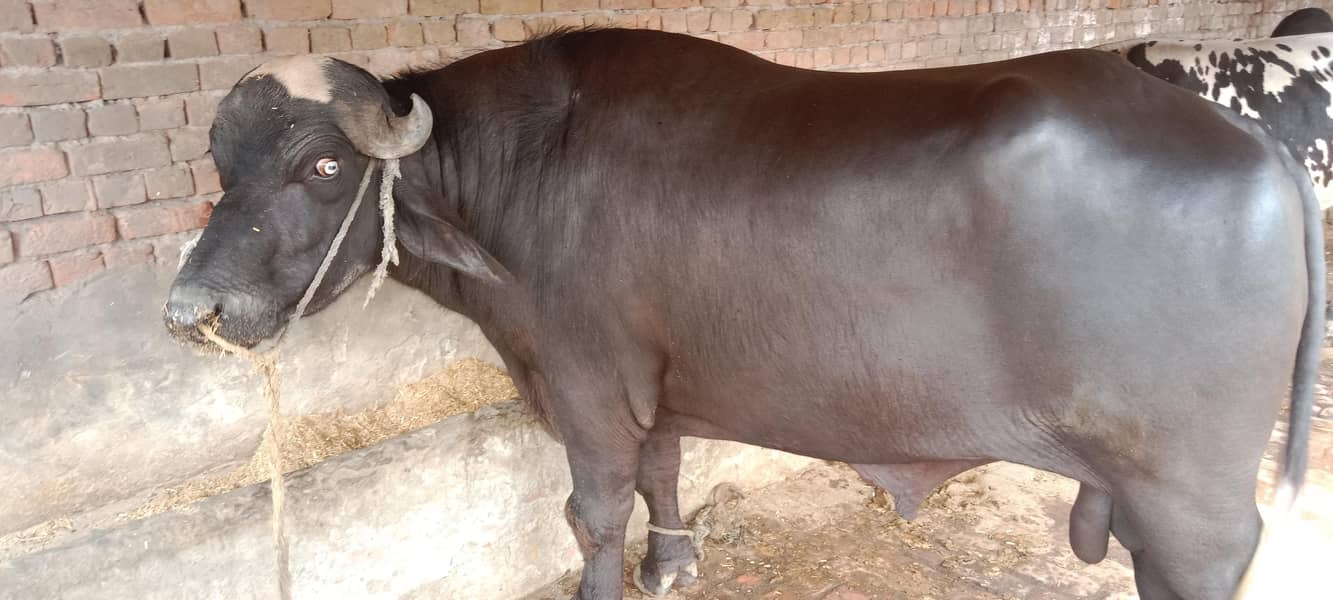 جوٹا فار سیل ہے اجتماعی قربانی کے لیے بہترین جانور ہے 9