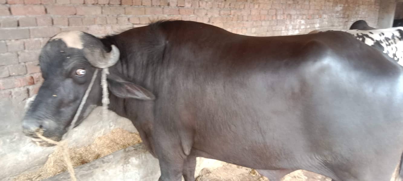 جوٹا فار سیل ہے اجتماعی قربانی کے لیے بہترین جانور ہے 10