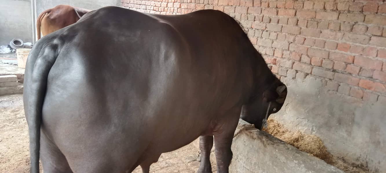 جوٹا فار سیل ہے اجتماعی قربانی کے لیے بہترین جانور ہے 11