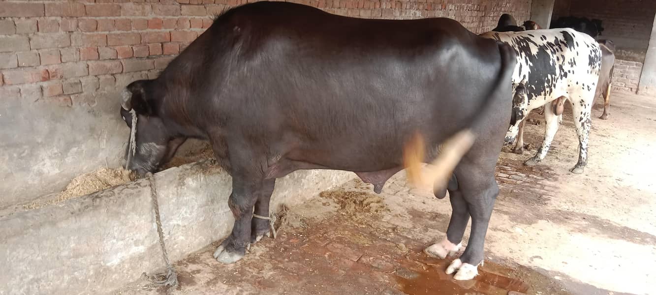 جوٹا فار سیل ہے اجتماعی قربانی کے لیے بہترین جانور ہے 12