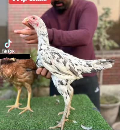 Burmi hen