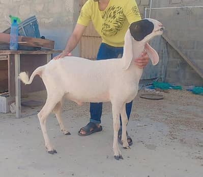 Sheep Selling