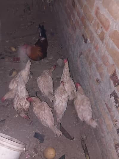 egg laying hens