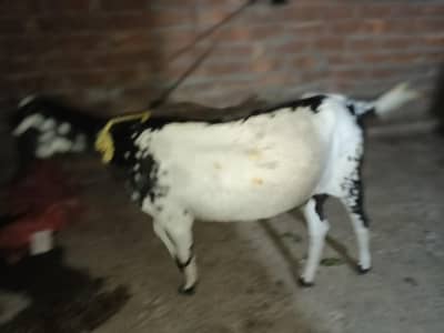 goats bakri qurbani 2026