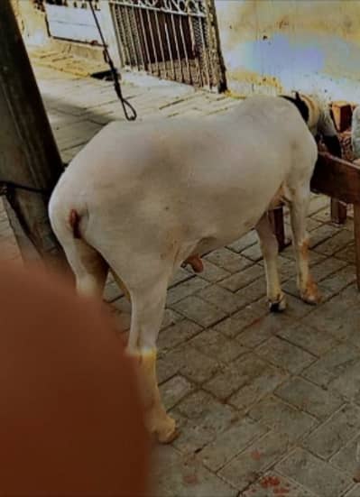Larkana cross 12 months