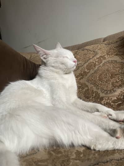 White kitten female