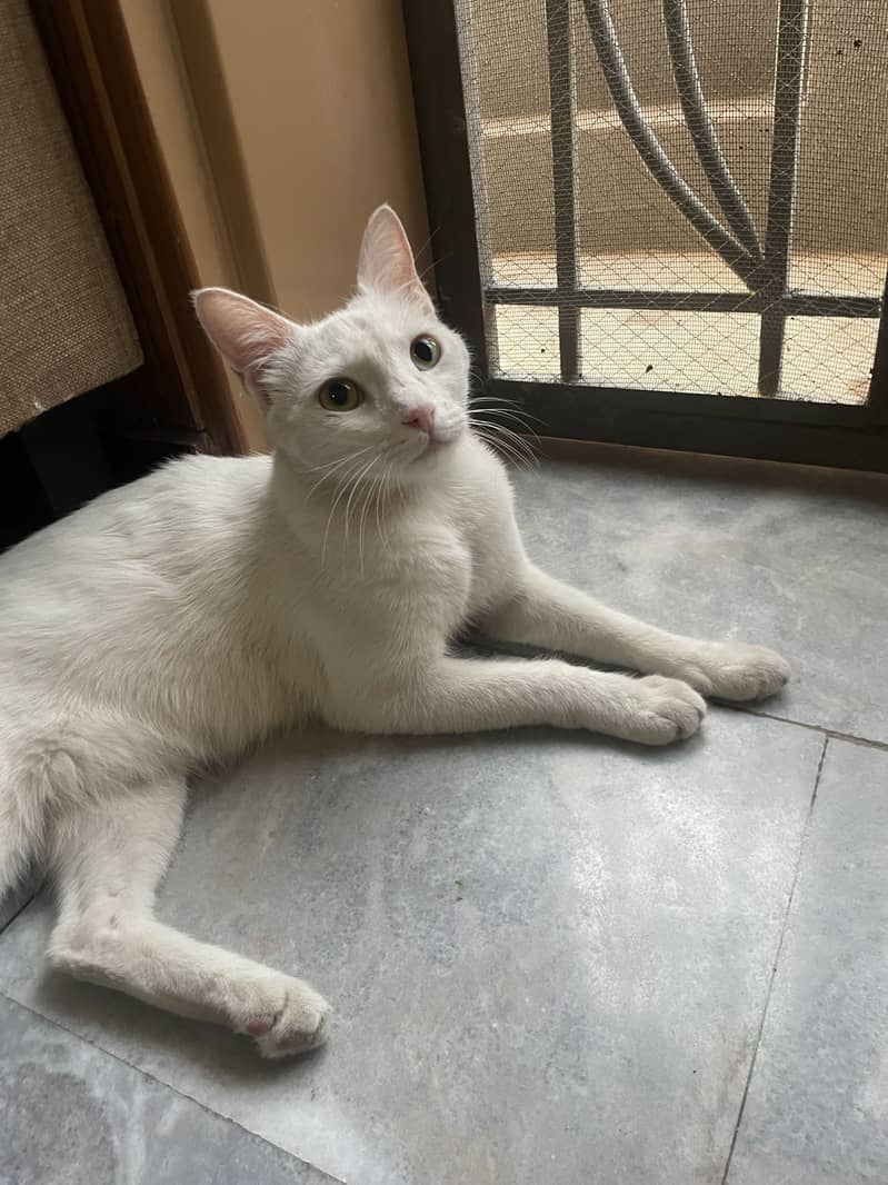White cat 2