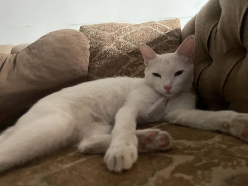 White cat 3