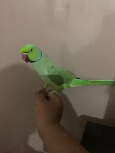 Beautiful Ringneck