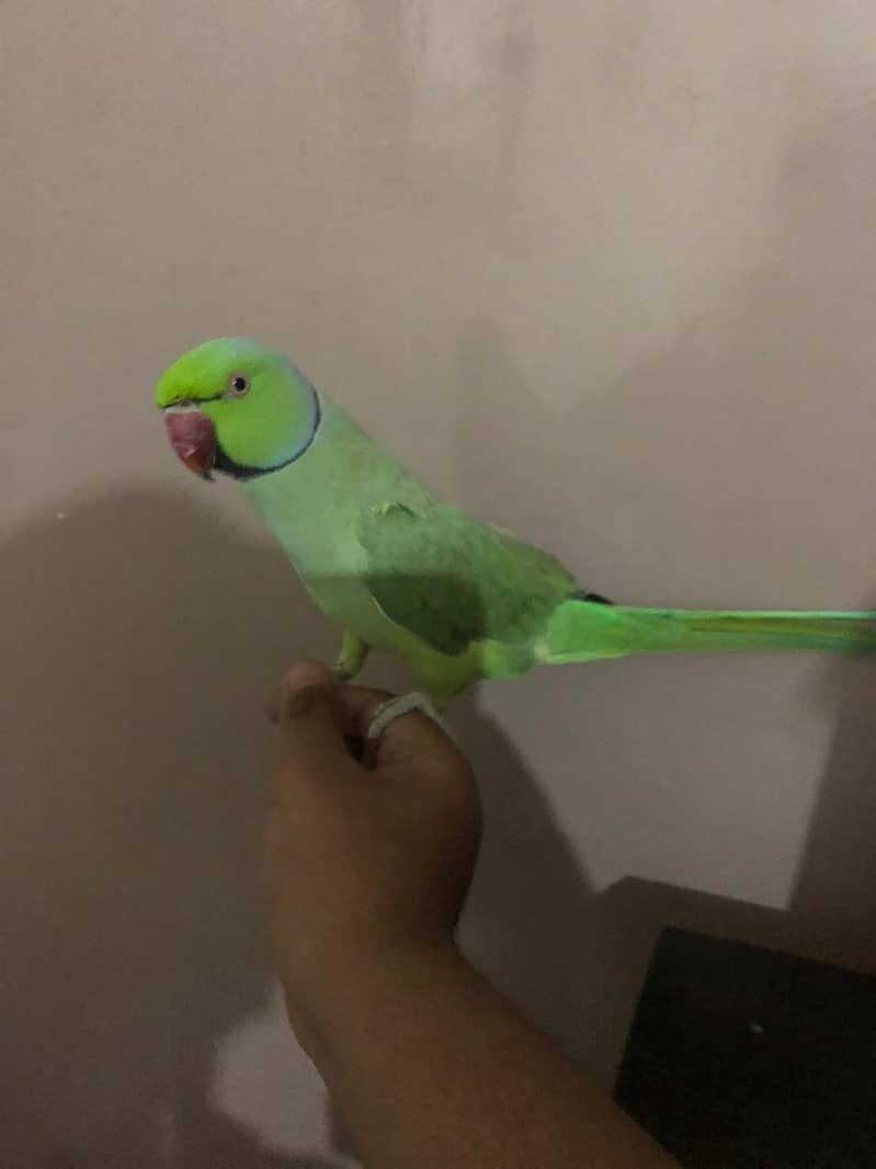 Beautiful Ringneck 0