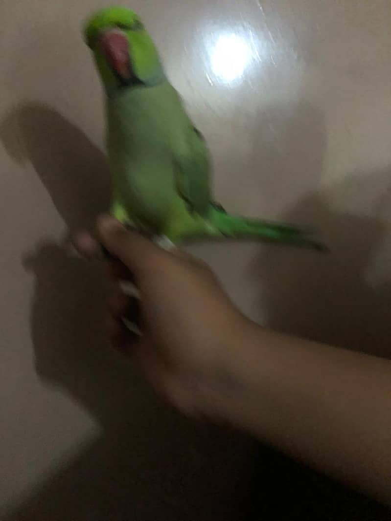 Beautiful Ringneck 1