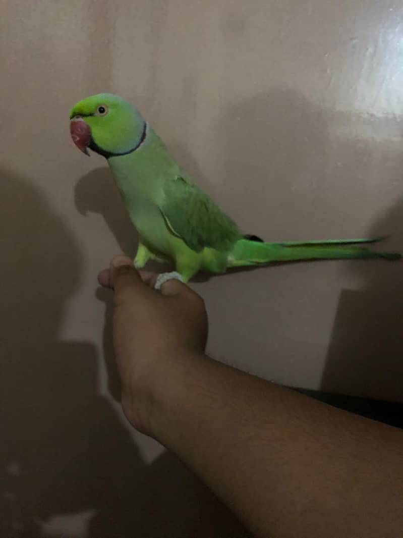 Beautiful Ringneck 2