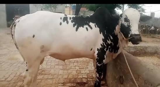 FOR SALE (سابہ راجگان چکوال)