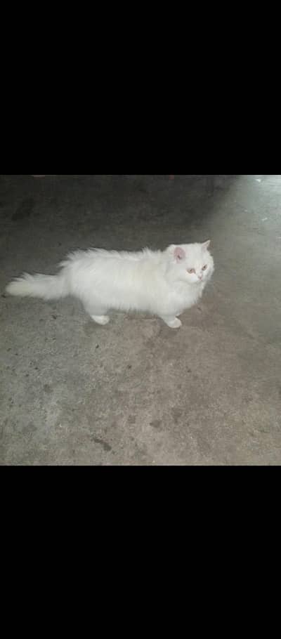 Persian Cat | Cute Kitten | Persian Kitten| Double Coated cat for Sale