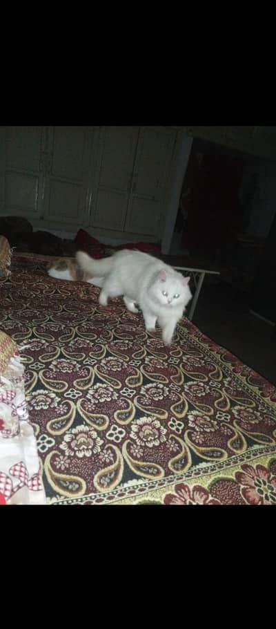 Persian Female Age 17 months +