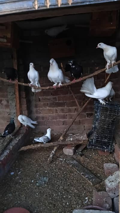 Fancy Pigeons (in Hole sale Price)