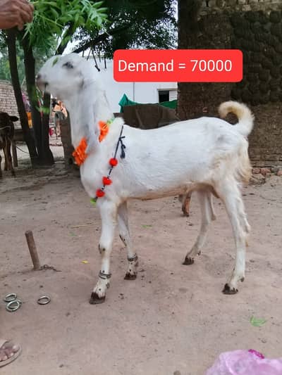 qurbani 2026