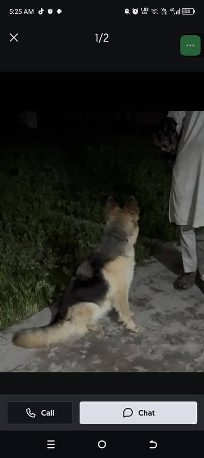 German shepherd female