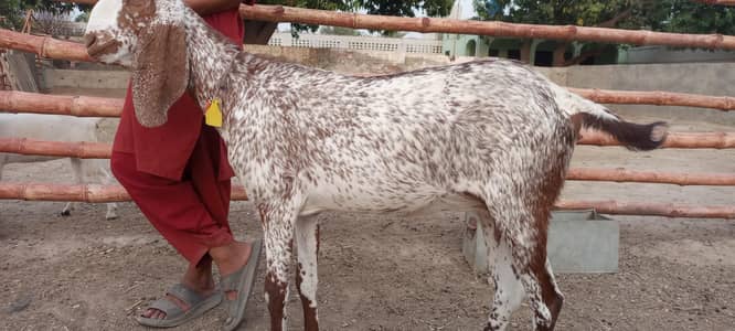 Bakri- Rs1600/kg Path - 1800/kg live weight