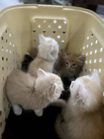 beautifull kittens