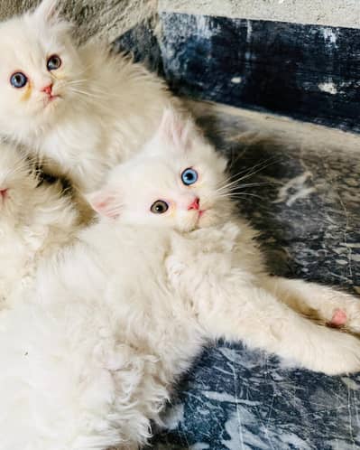 Persian kittens pair