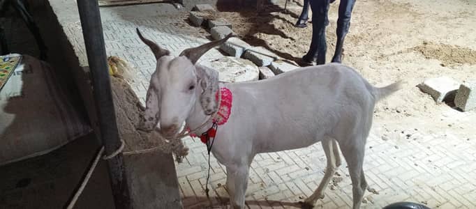 qurbani k lye bakre ghr k pale hoye