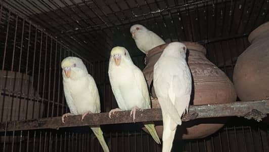 Albino red eyes Budgie parrot urgent sale