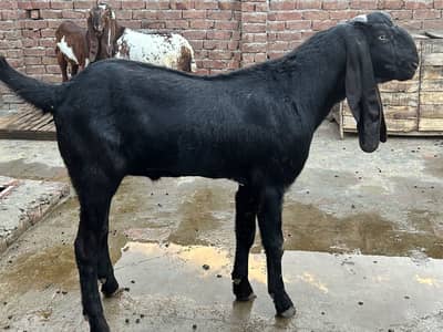 Qurbani bakra / donda bakra / goat