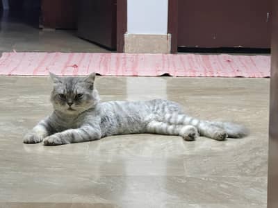 Persian Cat Male