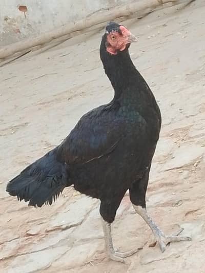 ande de rahi hai  3egg bhi hen