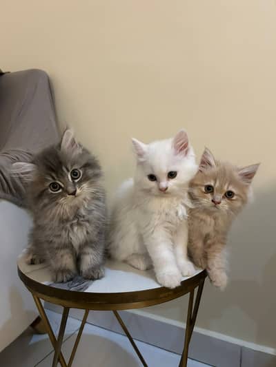 PERSIAN KITTEN