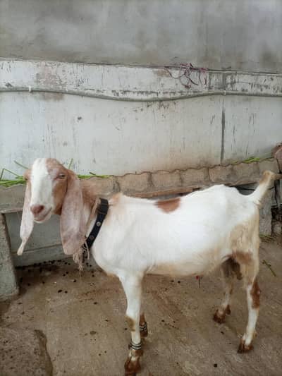 Bakra 2 Dant Goat Healthy & Active