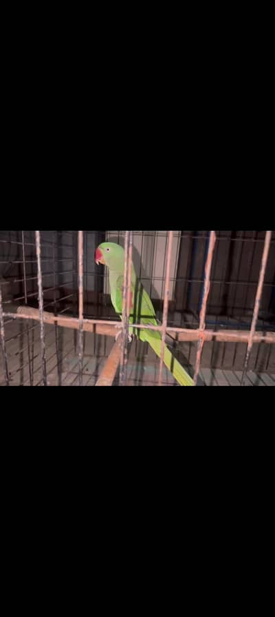 Raw Parrot Pair Full Breeder