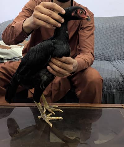 aseel pathi full black egg dy rahi Faisalabad