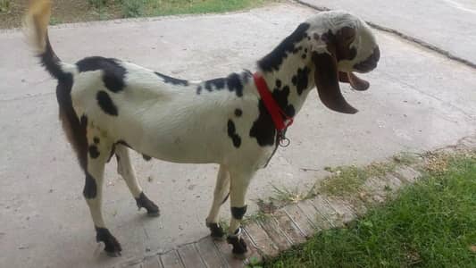 قربانی کا صحت مند بکرا