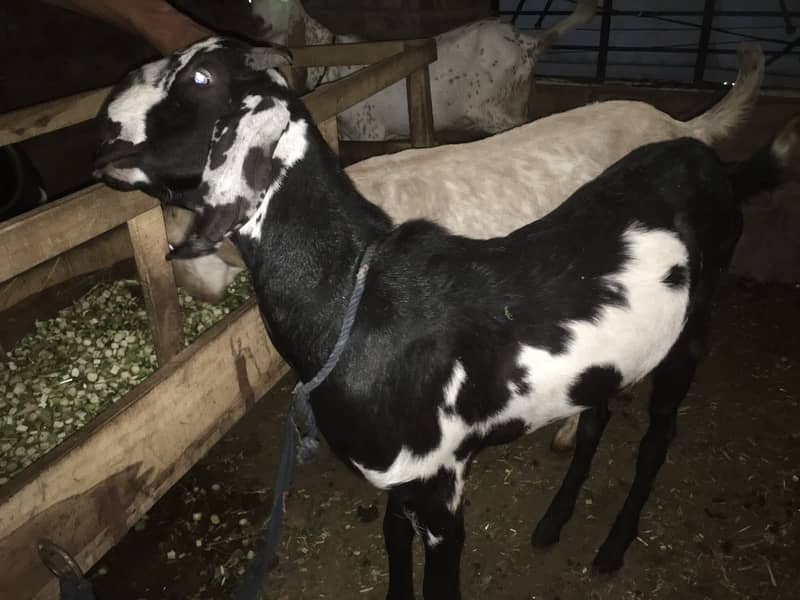 Goats 0