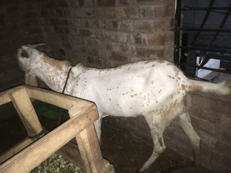 Goats 1