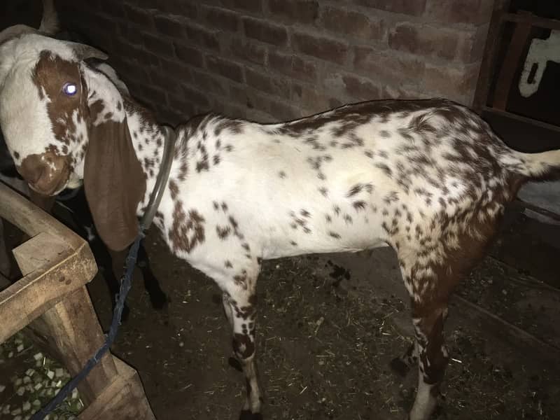 Goats 2