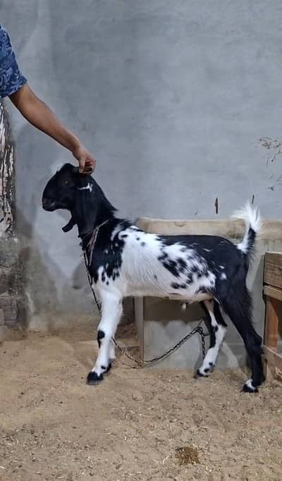 Bakra for Qurbani 2026