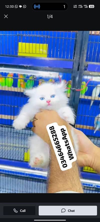 Persian cat 3 coated 5 face vaccinated for sale