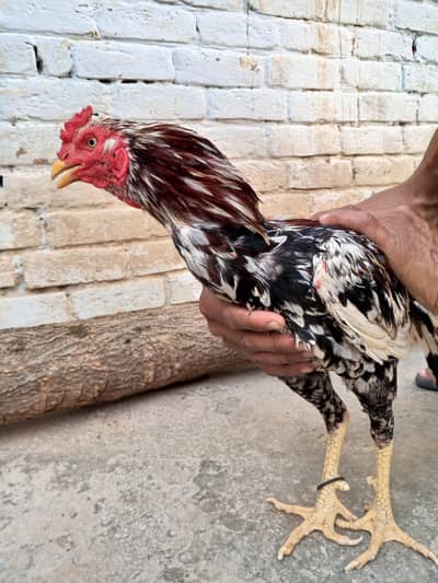 Top Quality Asil Chicken Pair ( vaccinated ) Home Bred