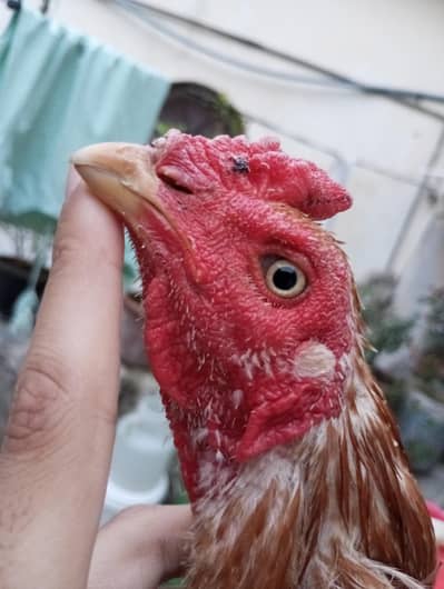 Cheena Aseel for sale