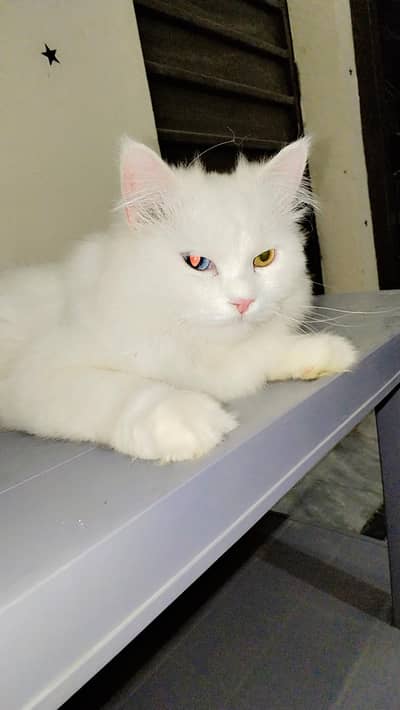 Parshion cat