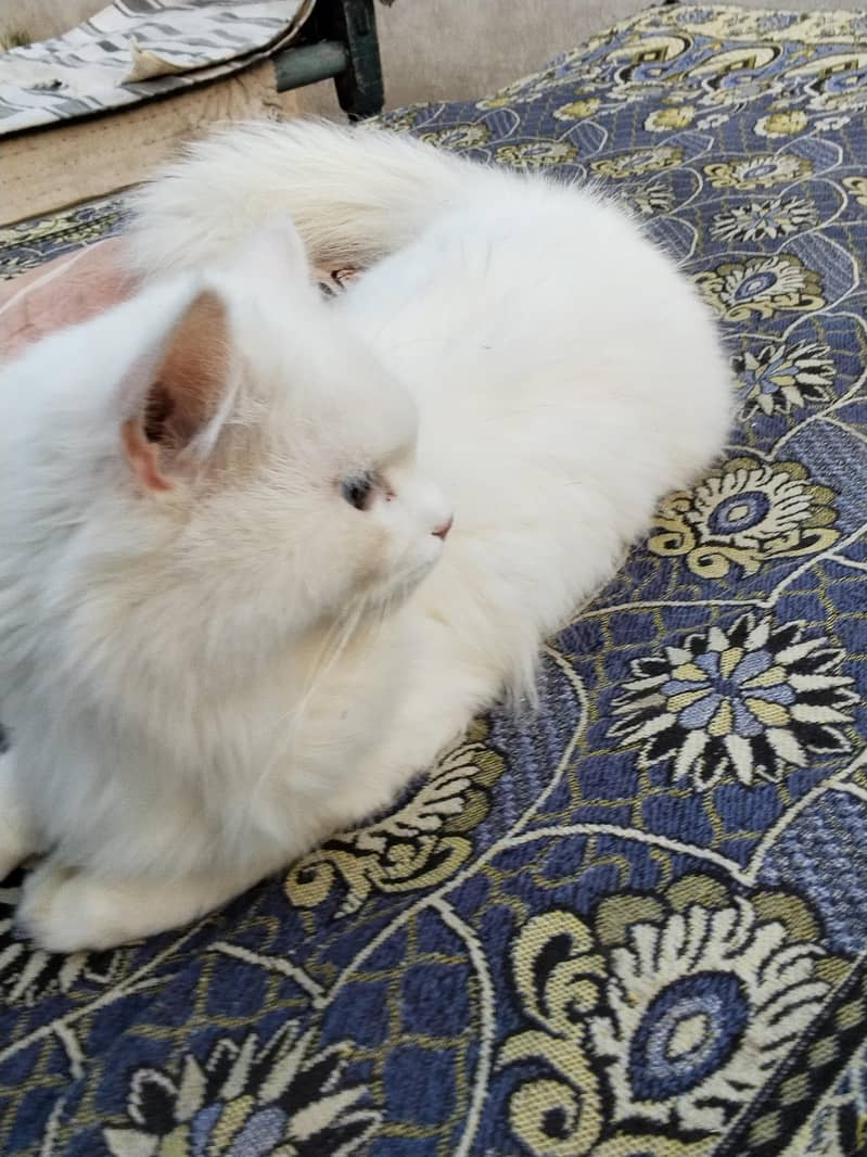 Parshion cat 1