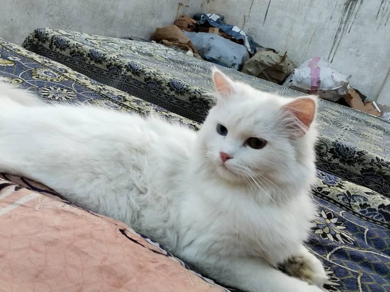 Parshion cat 2
