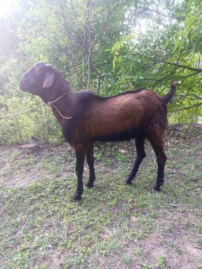 Healthy Desi Pahari Bakray For Sale | Vaccinated | Home Raised