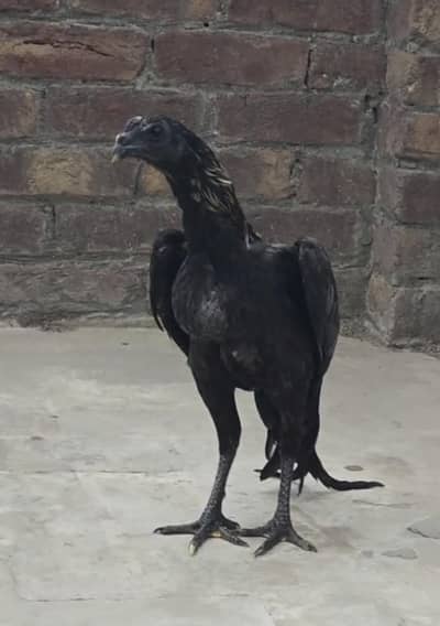 Dragon breed Available