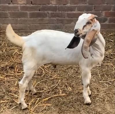 For sale bakra