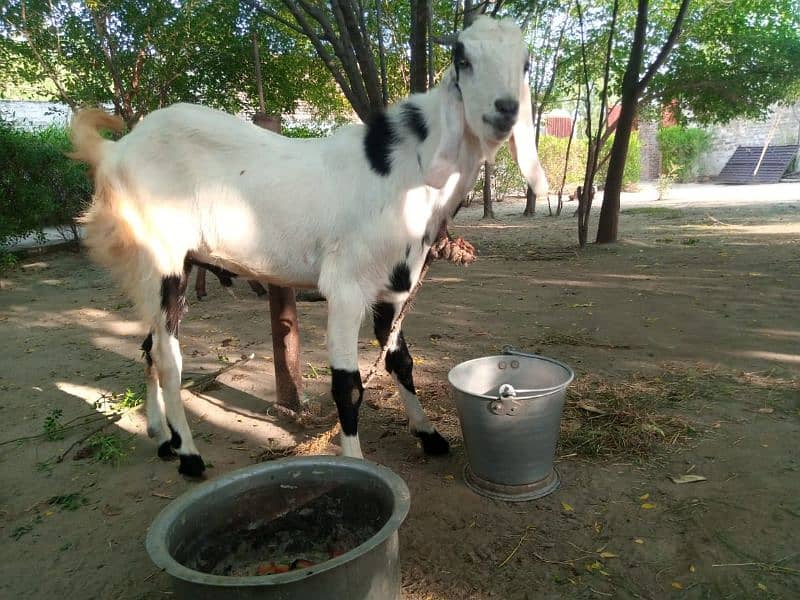 بکرا برائے فروخت 1